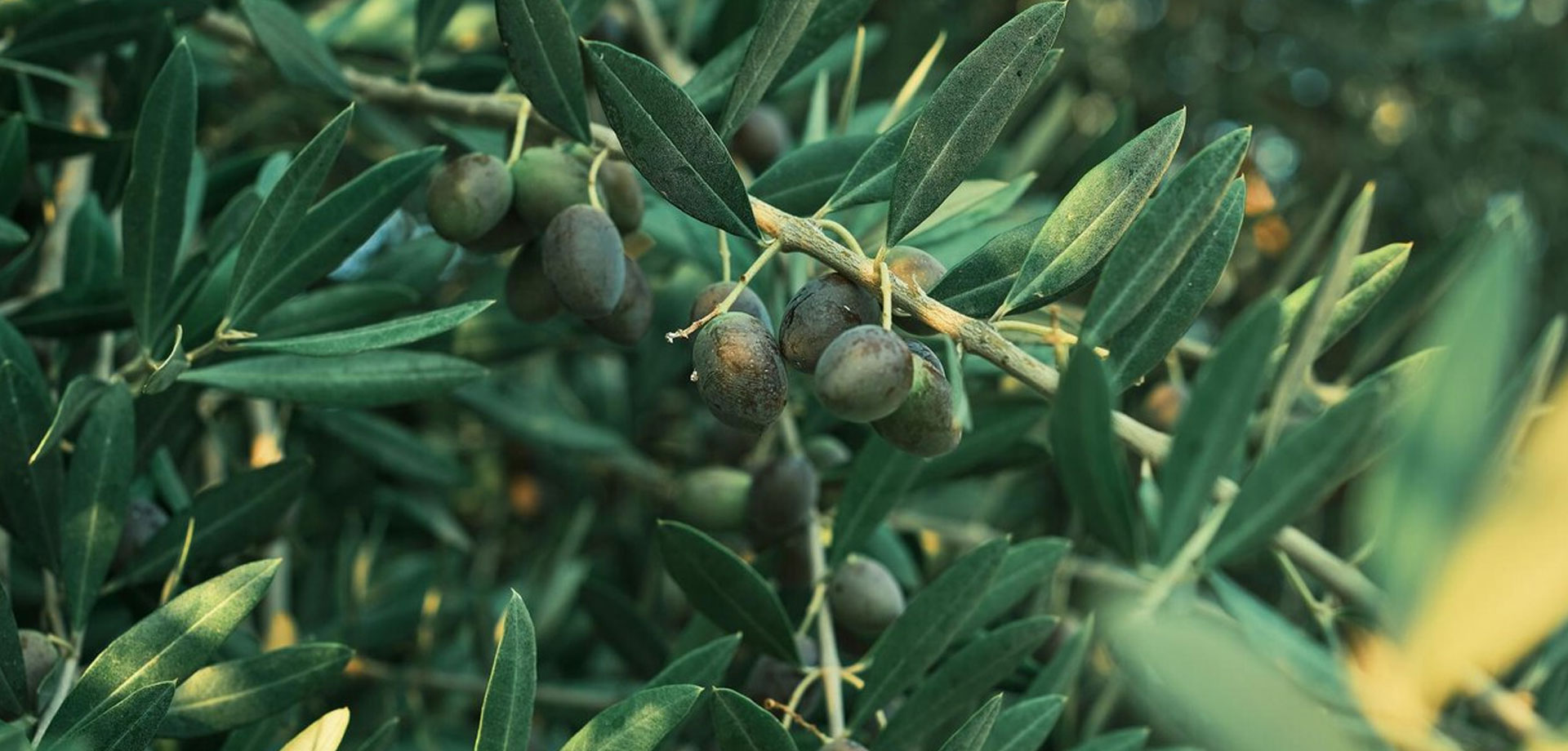 Preguntas frecuentes sobre la compra de olivos