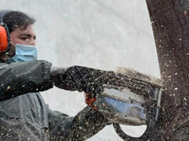 La amenaza invisible de los árboles urbanos