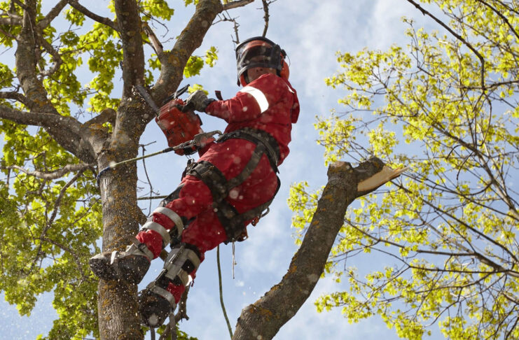 Poda y tala de árboles: aspectos que deberías tener en cuenta